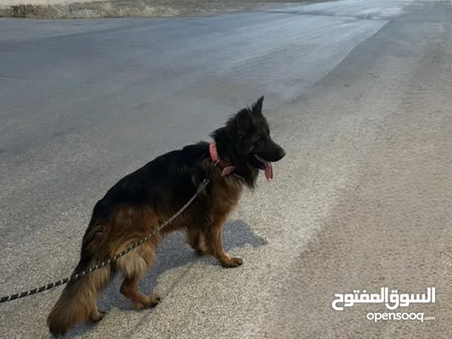 ذكر جيرمان شيبر لونغ هير كسحة ذيل الأرض سعرو حرق حرق حرق