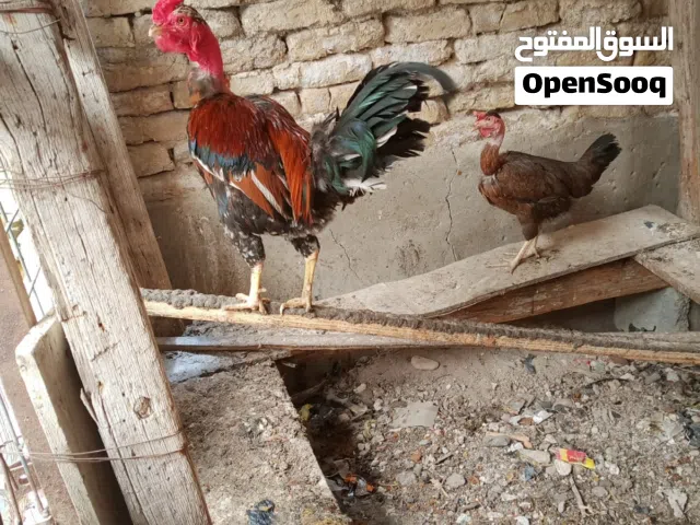 دجاج ابو اركيبةة