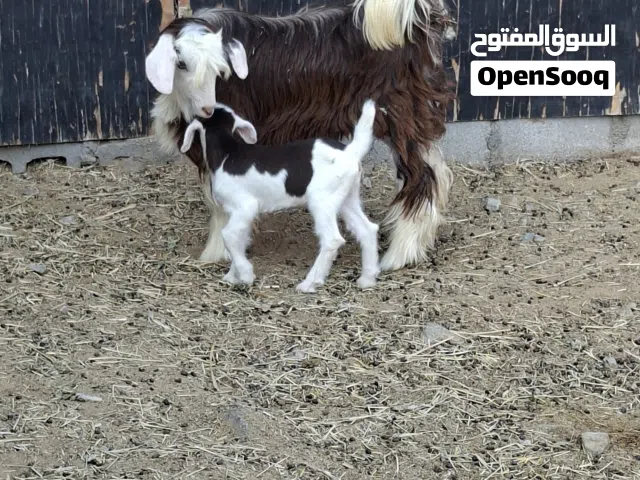 للبيع رمج مع بنتها معرفه  الام بكر وعمرها سنه وشهرين والبنت اسبوعين