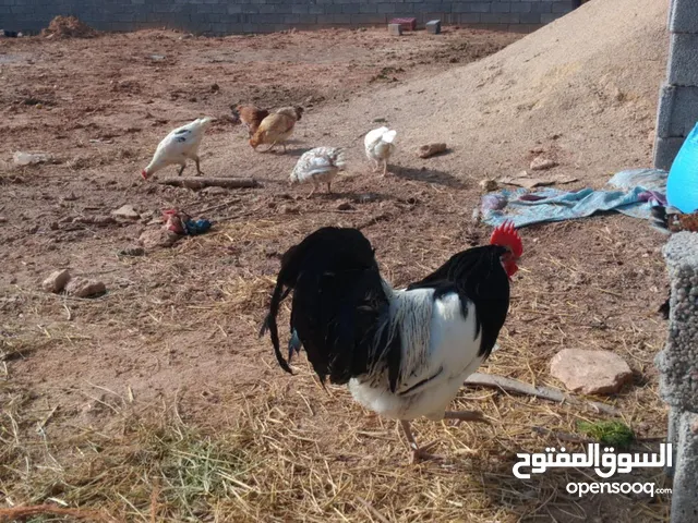 دجاج ملكي العمر عام