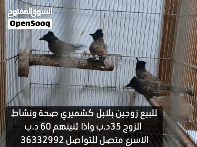 للبيع ازواج بلابل كشميري صحه ونشاط