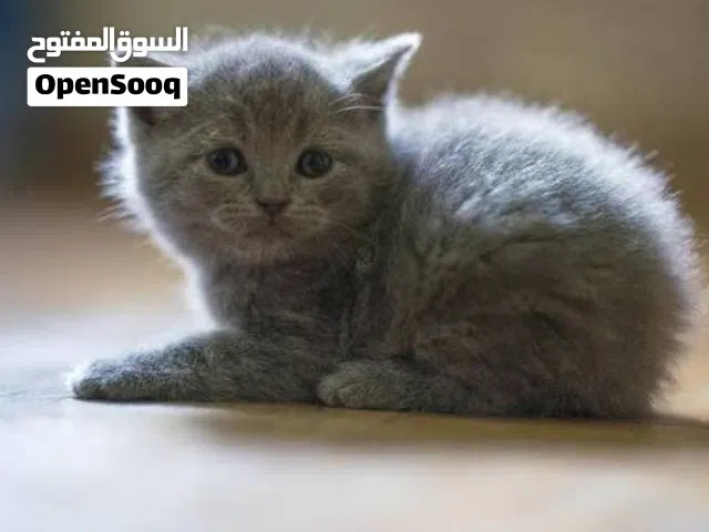 British short hair مع كل اغراضها بسعر مميز