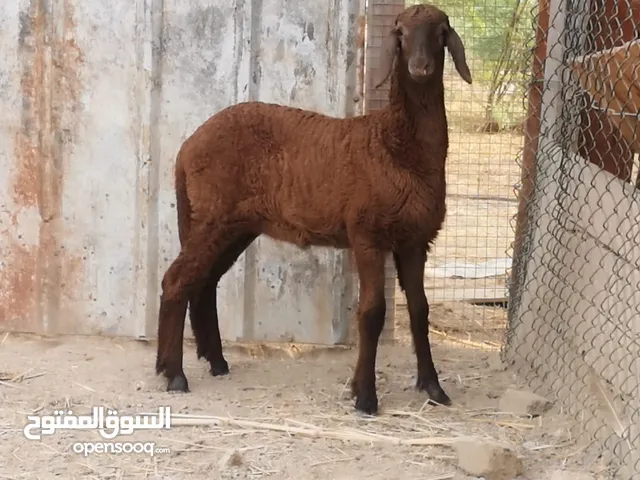 حمله سودانيه لتربيه مستوا طيب ماشاءالله