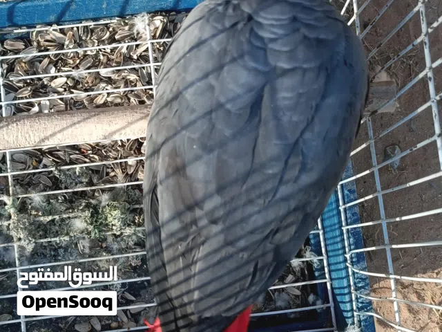 ببغاء زنجباري مش مروض