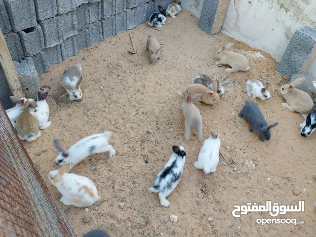 جراء أرانب ألماني فراشة وجامبو للبيع العدد 33 طرف العمر شهر ونص وشهرين المكان طرابلس سوق الجمعة