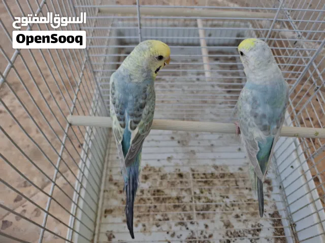 اتنين نتايات جاهزات