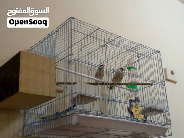 جاوه عسلي مع القفص