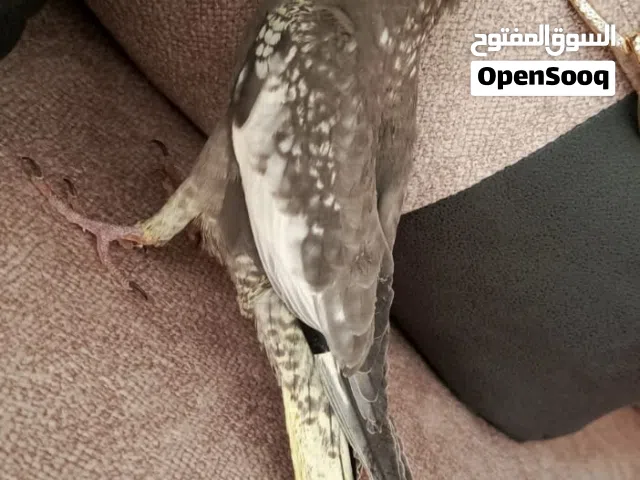 كوكتيل ايزابيل صحه ونظافه