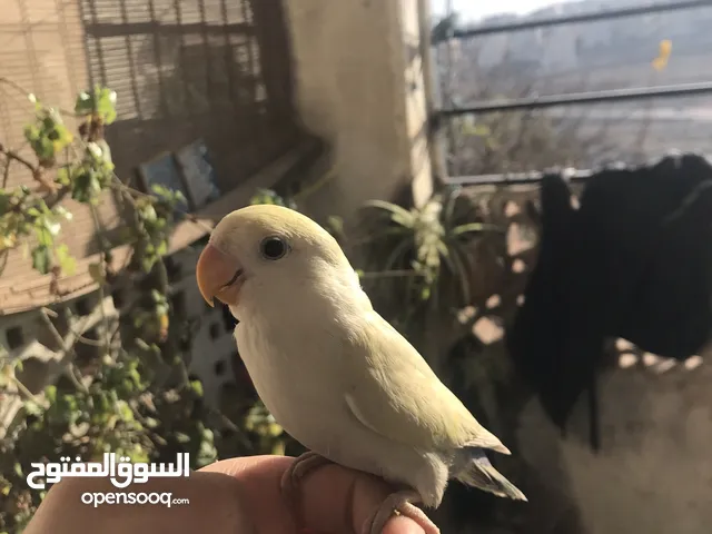 روز أليف جداً