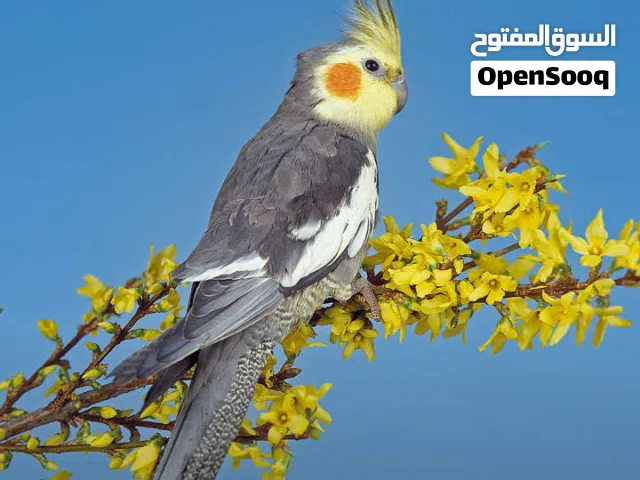 مطلوب ارنب ذكر شغال