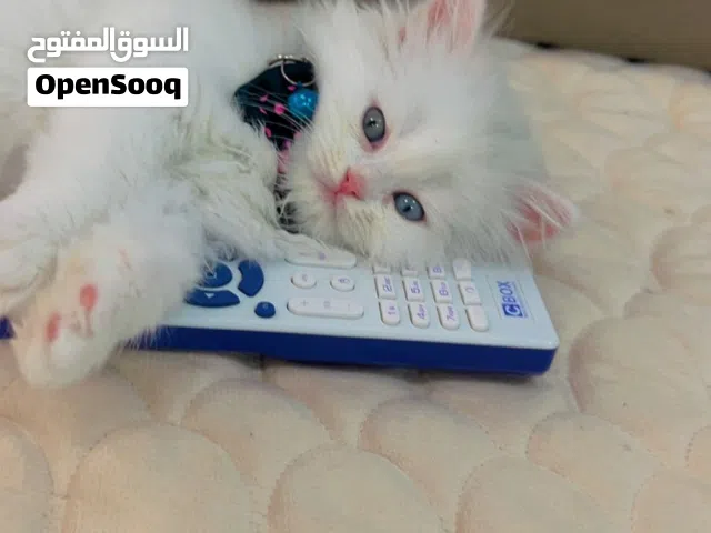 السلام عليكم بزونه شيرازي عمر 4 اشهر للبيع