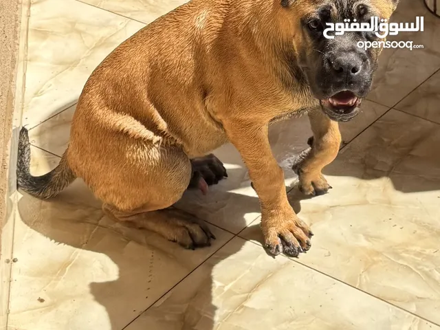 كلب ذكر كين كورسو للبيع