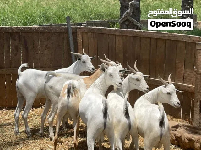 صخلان مطعومات