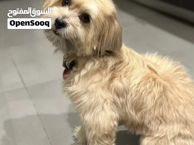 Lucy, Havanas, With full equipment, euro passport and toys, so playful