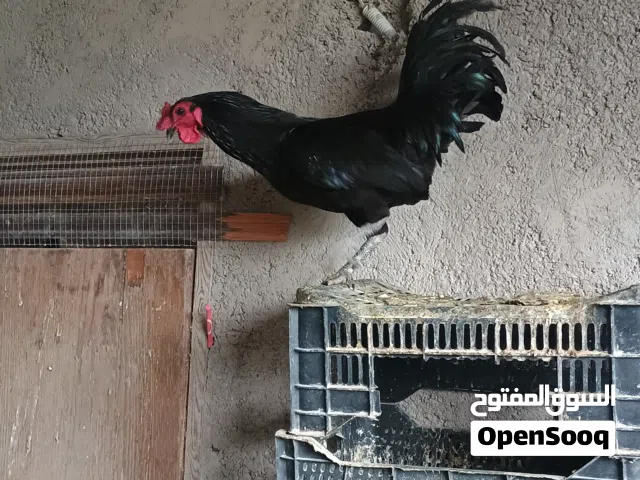 دجاج بلدي للبيع
