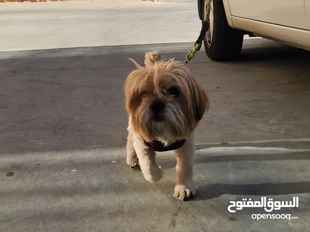 كلب الشيا او الشيواوا ذكر عمرو 7 شهور لعوب ومتعود على الأطفال والعائالات للبيع لعدم التفرغ