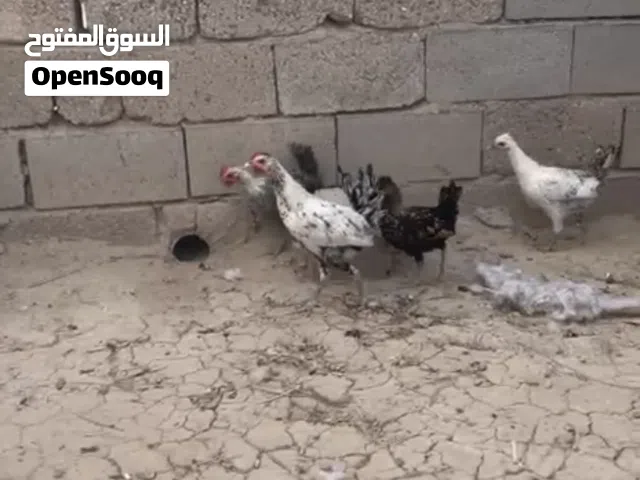 افراخ عرب للبيع