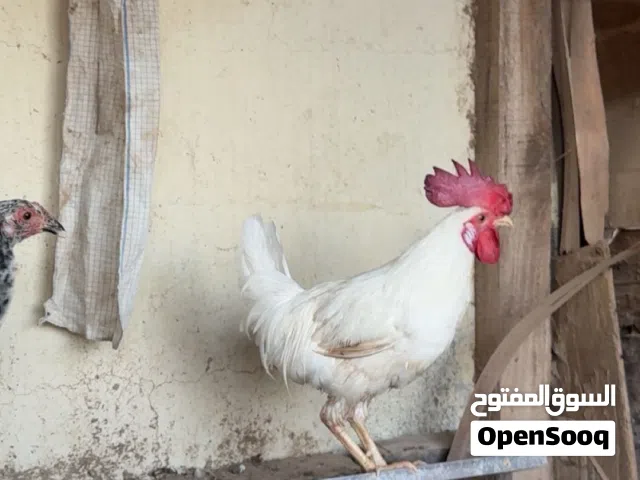 ديك كويتي عطني سعرك وفالك طيب
