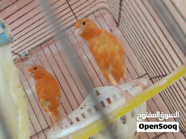 جوز كنار مشمشي