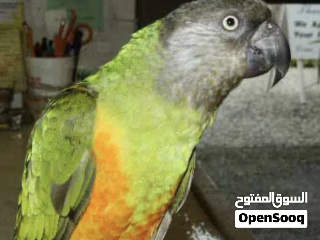 مطلوب سنغالي وكنيور اناناس او جرين شيك بشرط يكون اليف