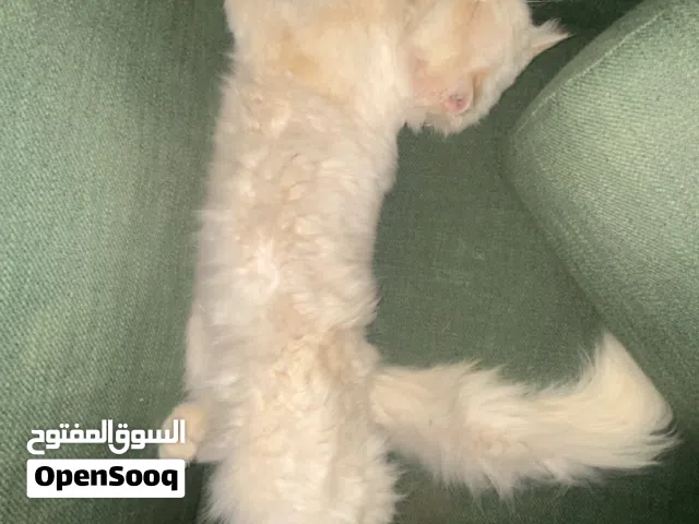 قط شيرازي ذكر لونه ابيض قابل للتفاوض