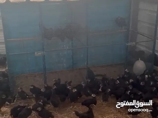 للبيع فروخ دجاج العراقي الجامبو الجرم العود وفوق شهرين العدد 200 حبه