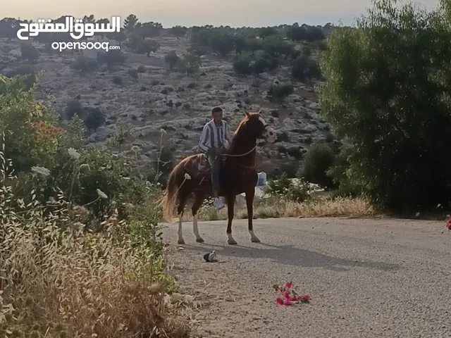 فرس للي بدور عالحبات النادره فرس فوق النخب فرس عز المقنوي اقرأ الوصف تحت