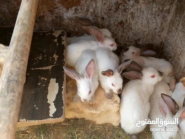 أرانب بيض ما يقارب ال14ارنب اي استفسار ع رقم.