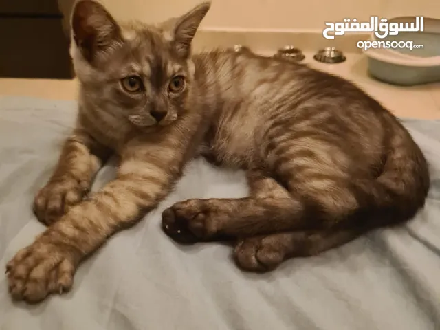 Mexican Shirazi 3 month old short hair kitten
