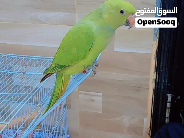 Friendly Parrot