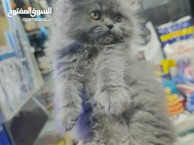ذكر بريتش العمر شهرين بتعرف بكم شبه بلاش 25 دينار و مستوى فخم و رهيب