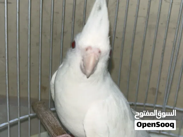 للبيع طير كوكتيل