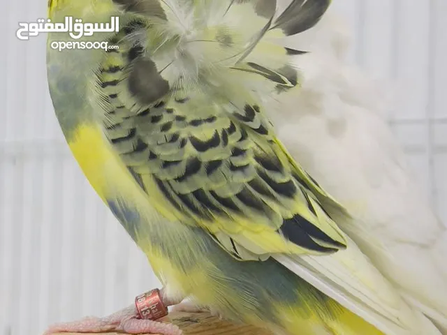 زوج هاجرمو نثيه عيون حمر والفحل محلق تبزير عراقي