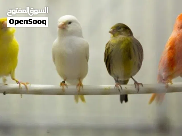مطلوب كوم كنار مخاليف (3-4 اشهر) بسعر طري - يفضل الوان صوافي