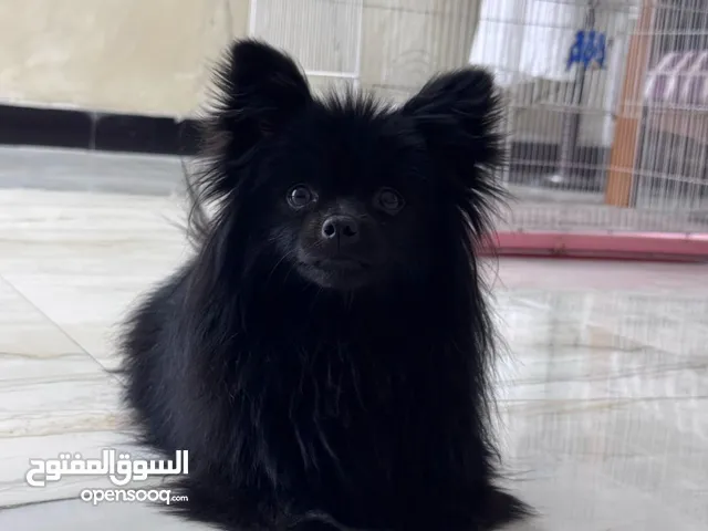 كلب مني بو للبيع بسعر مناسب