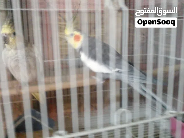 زوج كوكتيل مالات بيت  نظاف وخشنات للبيع