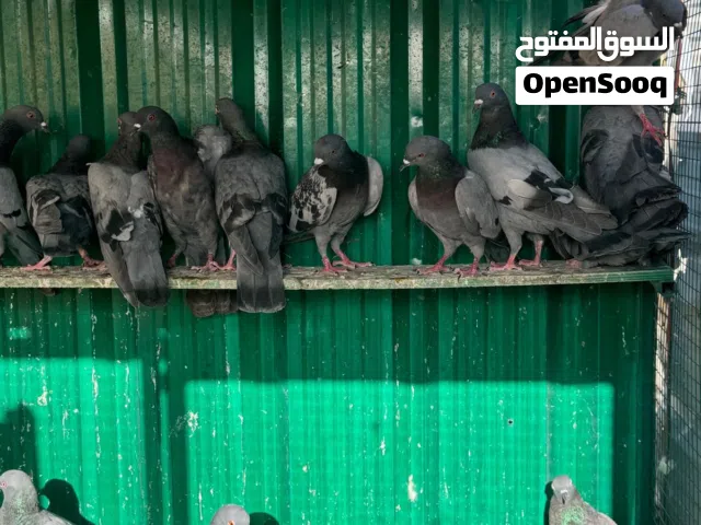 للبيع حمام دحل جبره كامله 32 طير وزود