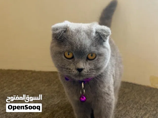 أنثى سكوتش فولد مستوى ممتاز.