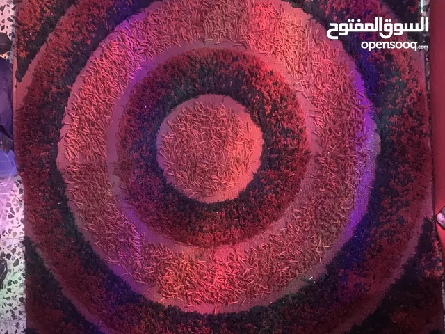 رمية سجاده لون احمر و اسود