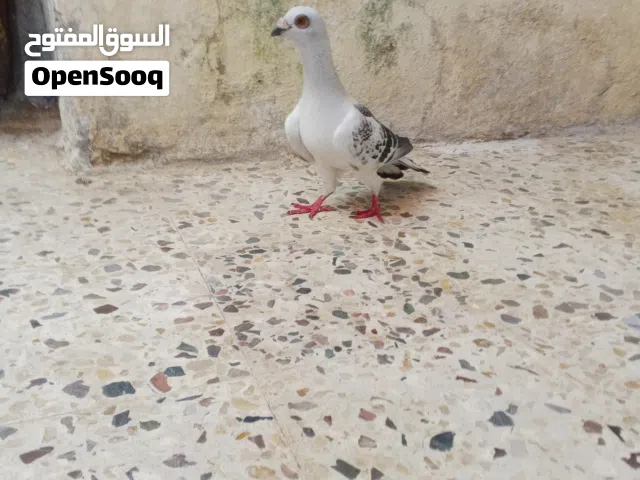 موجود حمام للبيع