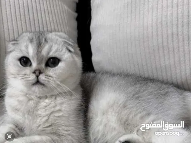 بيور سكوتش فولد للبيع
