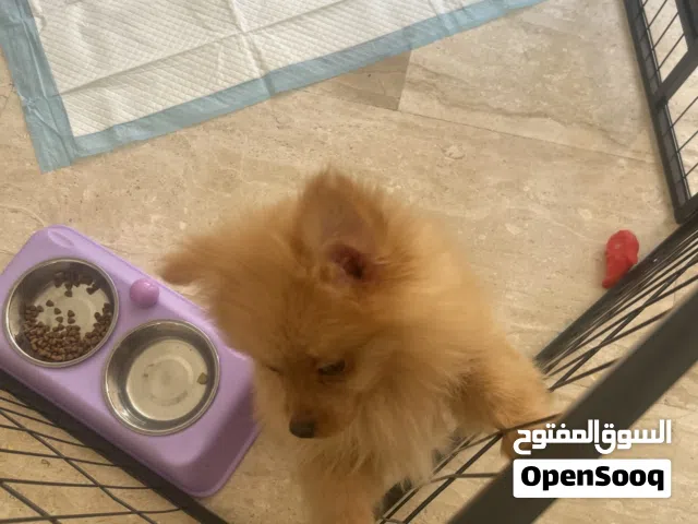 بوميريان بيور ذكر عمر اقل من 3 شهور مع جميع المطاعيم اليف ولعوب مع كامل اغراضه ب احسن سعر