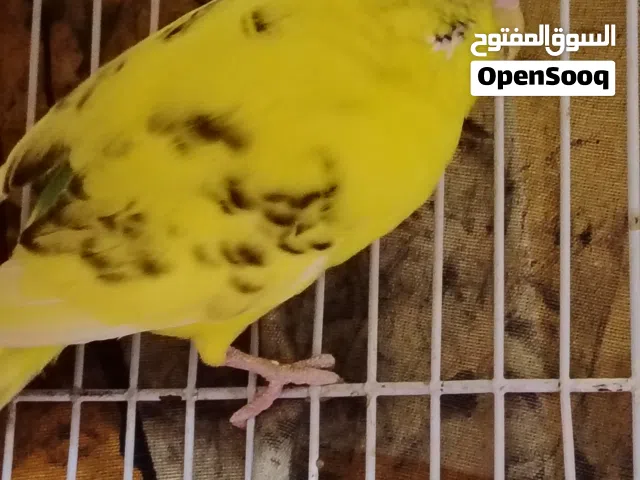 دكراسترالي