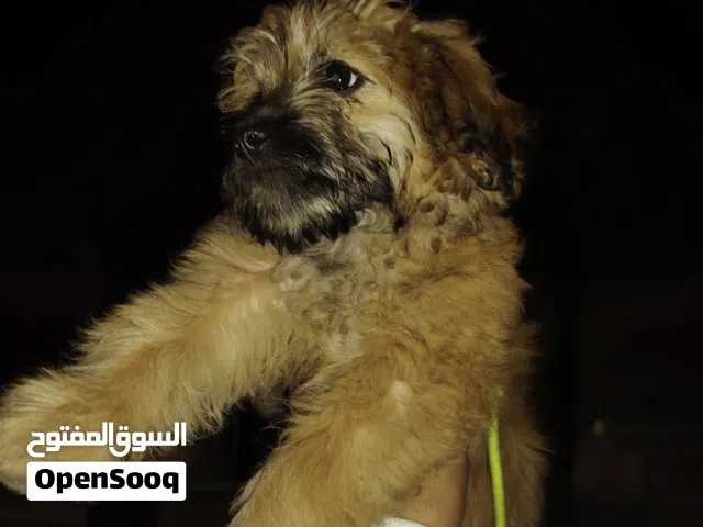 كلب شعراوي فرنسي نخب اول