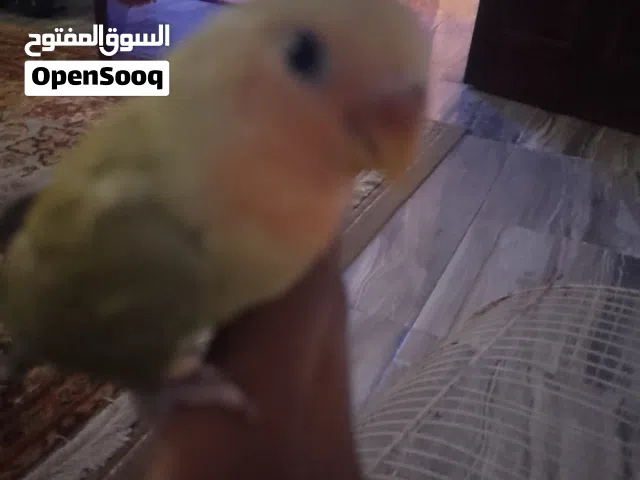 عصفور بركديلو للبيع بيسعر 80