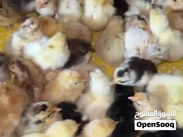 للبيع صيصان تهجين فرنسي وانواع اخرى شوف الوصف مهم جدا جدا