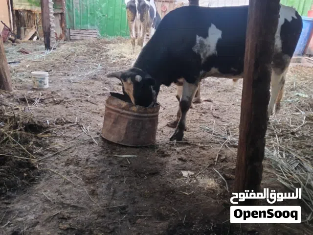 عجل مضرب استرالي بهولندي
