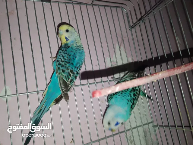 جوزين حب تحتهم فراخ
