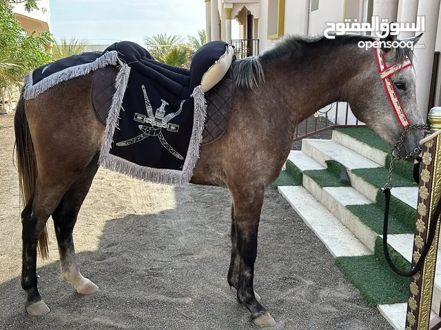 مهرة عربية سلالة طيبة للبيع