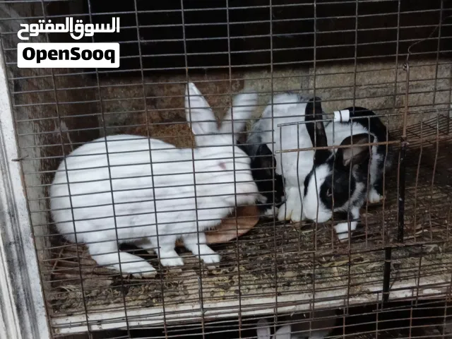 ارانب ذكور بلدي  للبيع بسعب مغري